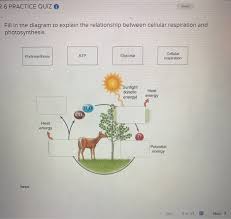 3 terms and answers to learn. Diagram Of Cellular Respiration And Photosynthesis