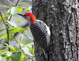 Gray Bird With Red On Back Of Head Red Bellied Woodpeckers Are Common In Michigan And Their Population Is Increasing Birds Bird Watching Woodpecker