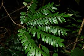 Image result for Cnestis