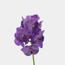 Image result for Vanda