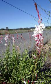 Image result for Oenothera lindheimeri
