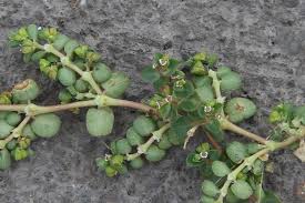 Image result for Euphorbia serpens