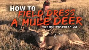 Following this moment of joy, you are faced with the task of field dressing the deer to prepare the meat for your freezer. How To Field Dress A Mule Deer Without Gutting Raptorazor Big Game Skinner Youtube