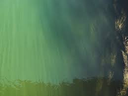 Algenbefall Im Pool So Bekampft Man Die Algen Effektiv Wellness4m