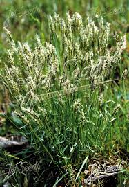 Image result for Anthoxanthum