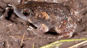 Image result for Eulophia arenicola