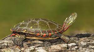 Maybe you would like to learn more about one of these? Midland Painted Turtle Youtube