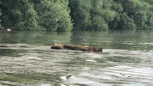 Hier wird eine übersichtskarte angeboten, welche die aktuellen abweichungen ausgewählter flusspegel von ihrem langzeitlichen mittelwert zeigt. Aiki5vhffy Vnm