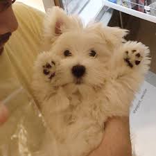 3 174 Likes 45 Comments Yogurt Bear Yogurt Westie On Instagram I Surrender To Boiled Chicken Westie Puppies Cute Animals Cute Dogs