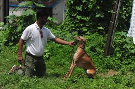 Check spelling or type a new query. Looking To Adopt A Desi Dog Don T Forget To Make Them Run And Socialise Times Of India