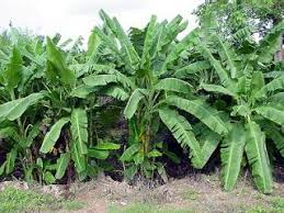 How To Care For Your Banana Tree Banana Plants Banana Tree Garden Trees