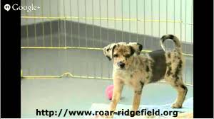 Please contact the breeders below to find beagle puppies for sale in connecticut: Ct Puppies For Adoption Ridgefield Operation For Animal Rescue Ct Puppies For Adoption Youtube
