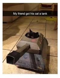 1 To Dear Mother In Law I Don 039 T Need You To Teach Me 2 All Aboard The Feels Train Next Stop Fee Funny Animal Pictures Funny Cat Pictures Funny Animals