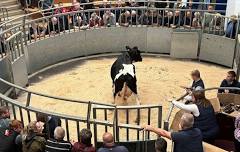 Dairy Cattle