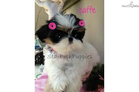 Micro Tiny Teacup Shih Tzu Micro Teacup Imperial Shih Tzu Puppy Caffe Cute Teacup Puppies Shih Tzu Puppy Imperial Shih Tzu