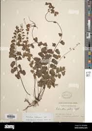 Image result for Adiantum soboliferum