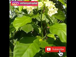 Tips mengurangkan kerak nasi dan melambatkan nasi menjadi basi. Pokok Bunga Kerak Nasi Rine Crust The House Youtube