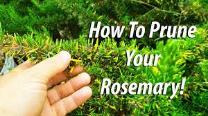 If you are growing rosemary for drying purposes you could wait until the plant has just begun to bloom. How To Prune Your Rosemary Bush 2019 Youtube
