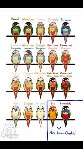 Pin By Jessica Mitchell On Bird Things Conure Bird Conure Pet Birds
