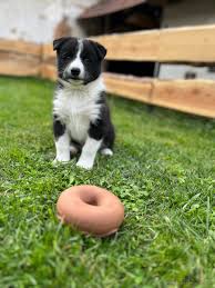 Image result for karelský medvědí pes