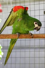 Hahn S Macaw Diopsittaca Nobilis Nobilis Parrot Pet Birds Macaw Parrot