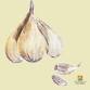 All About Garlic with Farmer Jon from Holly Hill F... event in Weymouth, MA