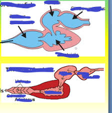 Human heart anatomy diagram function chambers webmd webmd s heart anatomy page provides a detailed image of the heart and provides information on heart conditions tests and treatments the heart chambers and their functions getbodysmart the location size and shape of. Fish Heart Diagram Quizlet