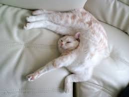 Cats pose a suffocation risk to babies and young kids. The 25 Most Awkward Cat Sleeping Positions Cat Sleeping Positions Cat Sleeping Cat Pose