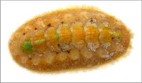 Image result for Kotschya aeschynomenoides