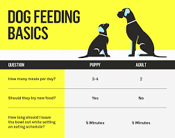 How many times should a puppy eat. How Much Should I Feed My Dog Your Dog S Complete Nutrition Guide Gallant