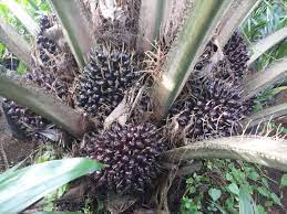 Untuk menghasilkan benih komersial dilakukan dengan mereproduksikan persilangan terbaik yang telah. Ini Ciri Ciri Dan List Harga Bibit Sawit Unggul 2021 Terupdate Aplikasi Pertanian Media Agribisnis Gdm Agri
