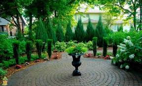 Sky Pencil Holly Sky Pencil Holly Broadleaf Evergreen Plants