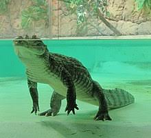 Maybe you would like to learn more about one of these? Buaya Wikipedia Bahasa Melayu Ensiklopedia Bebas