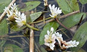 Image result for Aponogetonaceae