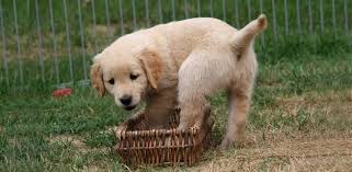 Best Puppy Food For Golden Retrievers 7 Top Picks Avid Pup