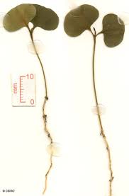 Image result for Erythrococca