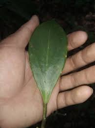 Image result for Eulophia obscura