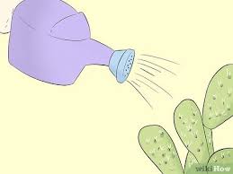 7 best types of cactus to grow indoors. 6 Ways To Grow Cactus In Containers Wikihow