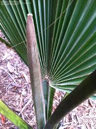 Image result for Borassus aethiopum