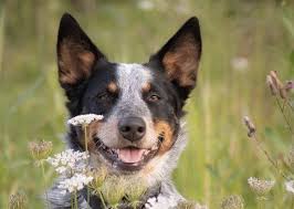 Standing young australian cattle dog mix. 20 Best Blue Heeler Mixes Australian Cattle Dog Mix Guide