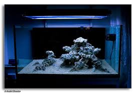 Nano reef aquarium part ii: Tips And Tricks On Creating Amazing Aquascapes Reef2reef Saltwater And Reef Aquarium Forum