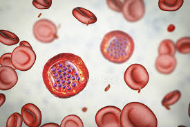 Trend of malaria tropical disease. Protozoa Plasmodium Falciparum Causative Agent Of Tropical Malaria In Red Blood Cells Digital Illustration Malignant Erythrocytes Stock Photo 331049906