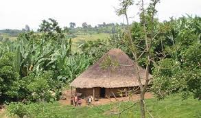 Image result for Hyparrhenia pilgeriana