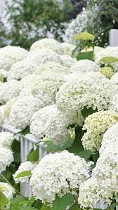 Talk about a natural beauty! White Hydrangea Hydrangea Flowers For Sale White Hydrangea
