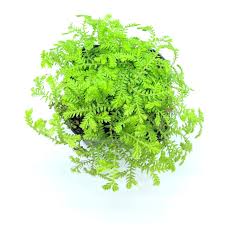 Image result for Gnidia kraussiana