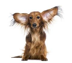 Female Black And Brown Dachshund Dachshund Names Cute Male Female Doxie Naming Ideas Dachshund Dog Dogs Ears Infection Dachshund
