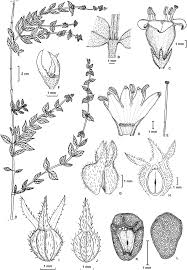 Image result for Hexasepalum sarmentosum