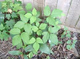 You can prevent poison ivy rash or poison oak rash with these products. Poison Ivy How To Treat A Poison Ivy Rash Identify The Plant And Use Home Remedies The Old Farmer S Almanac