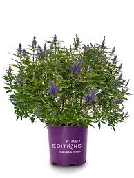 Image result for Vitex franceseana
