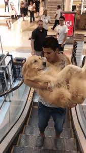 gif just take me home cute dogs cute funny animals dogs